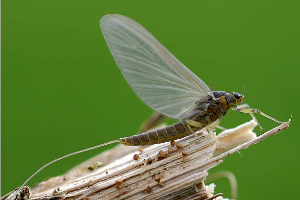 cachipolla baetis rhodani adultos: - mayfly fly baetis fishing fotografías e imágenes de stock