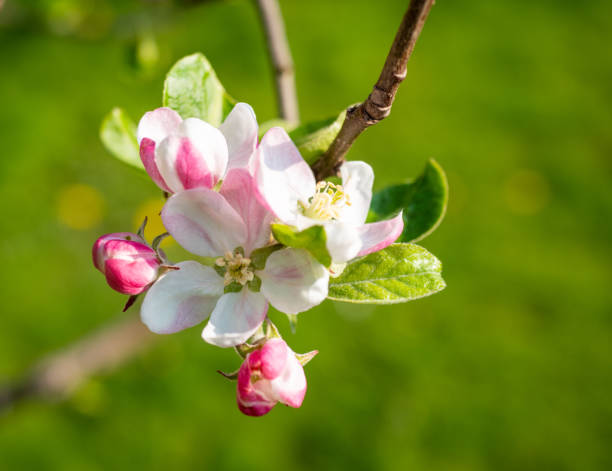 istock Apple blossom of an apple tree in spring 1395341268