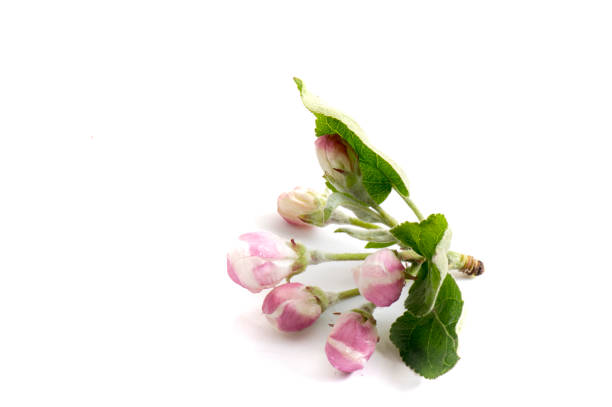 Apple flower. Spring flower apple blossoms bloomed isolated on white