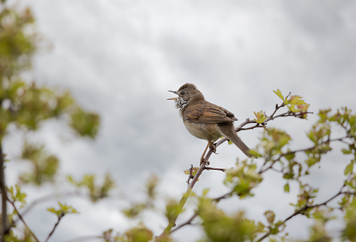 Taken at RSPB Rainham Marshes Nature Reserve near London.