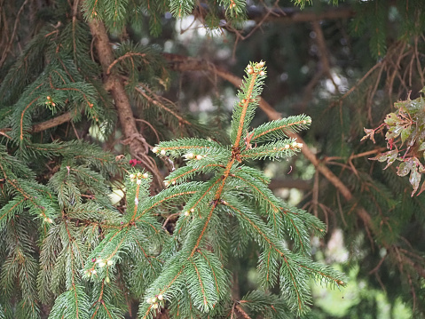 fir tree scientific classification Abies christmas tree