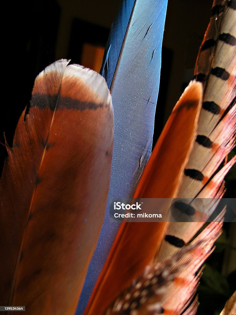 feathers closeup of multi-colored bird feathers Animal Body Part Stock Photo