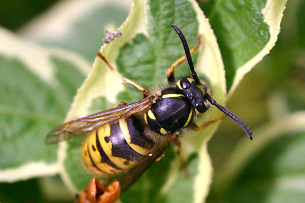 istock Common Potter Wasp – Vespula germanica 139534378