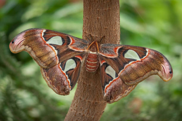 polilla del atlas, (attacus atlas), papillon atlas. - symbiotic relationship fotos fotografías e imágenes de stock