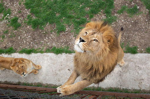 Male lion (Panthera leo, family: Felidae).