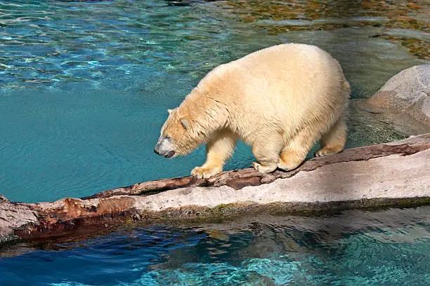 Polar bear crossing water