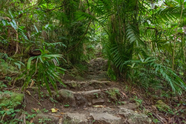 istock Entrance to the jungle. 1395345051