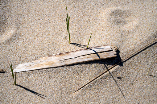 Cape Cod in springtime composition with wooden board and sprouts on the beach Head of the Meadow