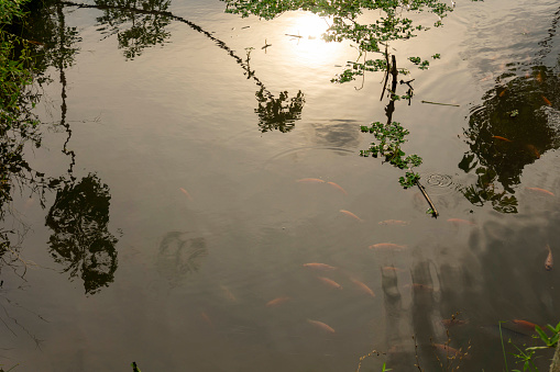 fish pond filled with goldfish