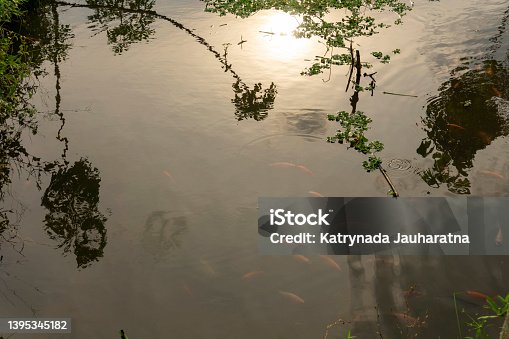 istock Fish Pond 1395345182