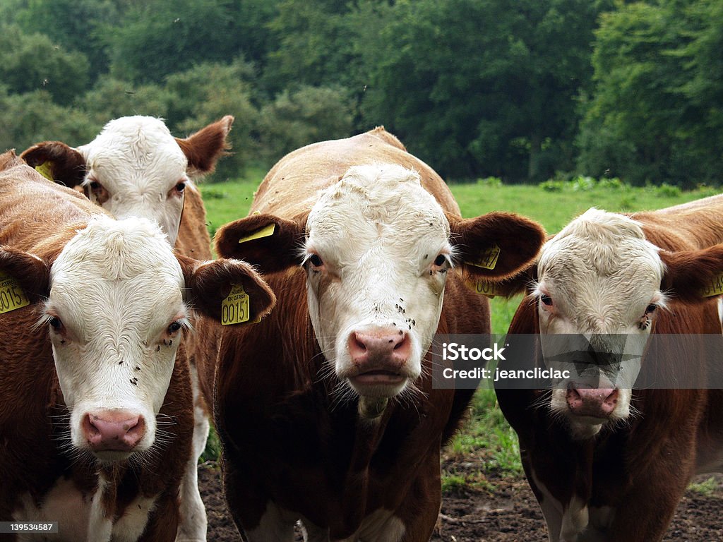 Las vacas curioso - Foto de stock de Agricultura libre de derechos