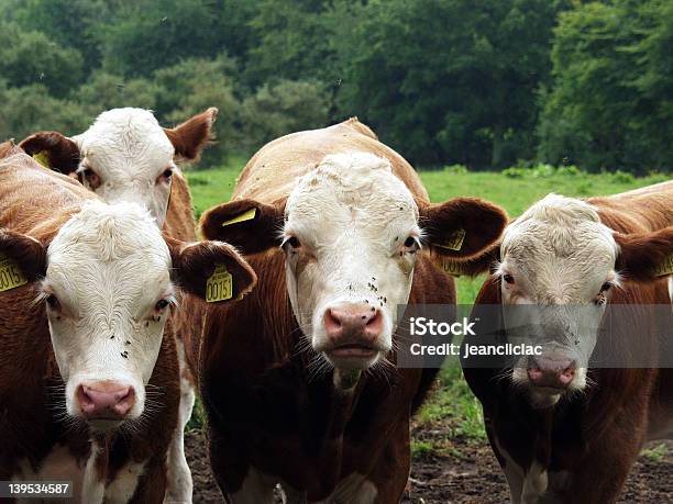 Las Vacas Curioso Foto de stock y más banco de imágenes de Agricultura - Agricultura, Aire libre, Animal