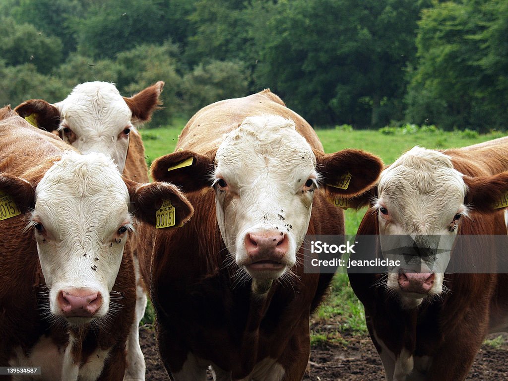 Vacas Curioso - Royalty-free Agricultura Foto de stock