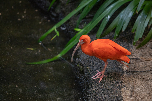 A magnificent scarlet ibis in a tropical environment.