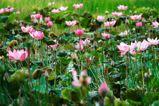 istock lotus flower pond 1395346028
