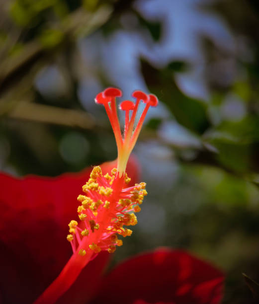 istock Petals of hibiscus 1395346239