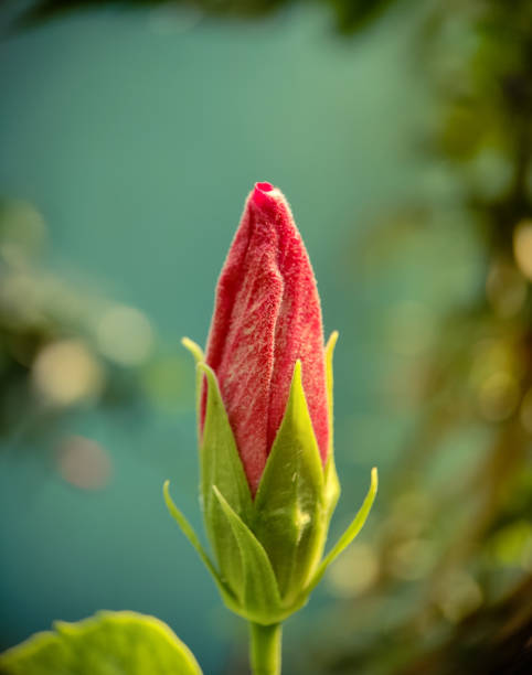istock Bud of hibiscus 1395346316