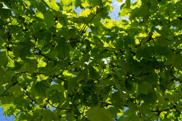 istock TEXTURE OF GRAPEVINE LEAVES IN SPRING 1395346569