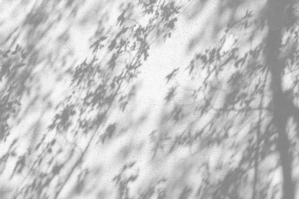 istock Shadow from the first tender foliage on a cement plastered wall 1395347338