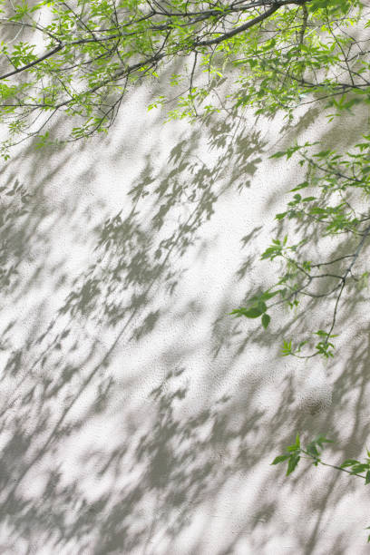 istock Shadow from the first tender foliage on a cement plastered wall 1395347339