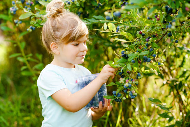 petite fille d’âge préscolaire cueillant des baies fraîches sur le champ de bleuets. les tout-petits cueillent des bleuets à la ferme du verger biologique. l’agriculture des tout-petits. jardinage préscolaire. plaisir en famille d’été. aliment - blueberry picking freshness berry photos et images de collection