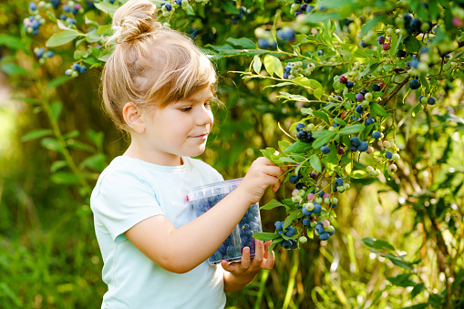Happy young girl picking blackberries and smiling while doing so