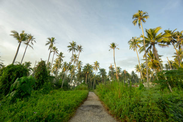 istock A road toward coconut farm 1395347765