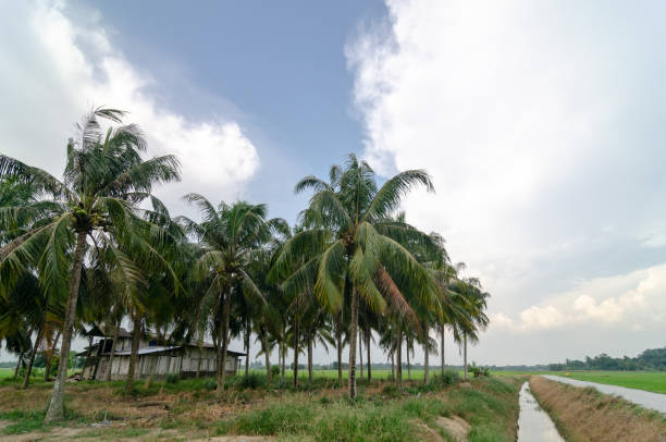 istock Coconut farm in blue sunny day 1395348428
