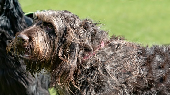 Animal Close-Ups.