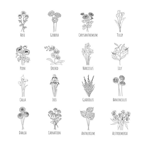 Set of bouquets main flowers: Rose, Gerbera, Chrysanthemum, Tulip, Pion, Orchid, Narcissus, Lily, Calla, Iris, Gladiolus, Ranunculus, Dahlia, Carnation, Anthurium, Alstroemeria. Line graphics Set of bouquets main flowers: Rose, Gerbera, Chrysanthemum, Tulip, Pion, Orchid, Narcissus, Lily, Calla, Iris, Gladiolus, Ranunculus, Dahlia, Carnation, Anthurium, Alstroemeria. Line graphics juli 52 stock illustrations