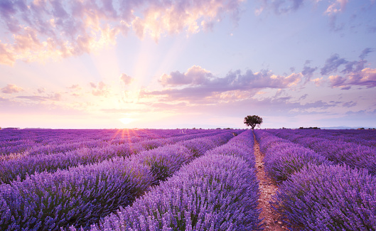 sunset over lavander tree single tree in valensole