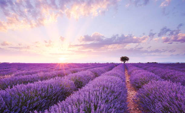 nascer do sol campo lavendar - lavender field - fotografias e filmes do acervo