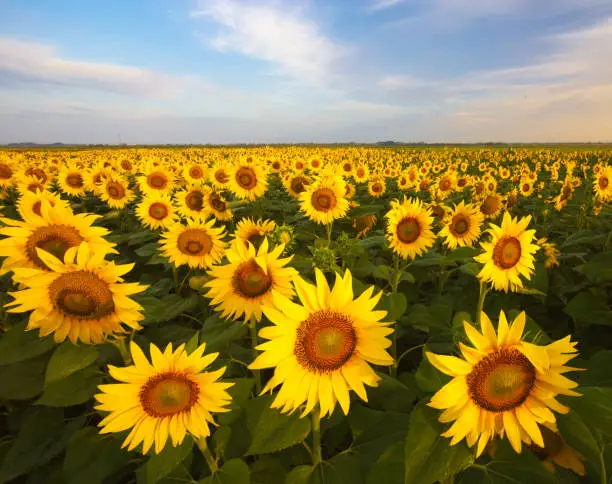 Photo of sunflower field in south france