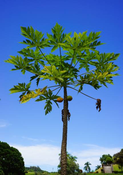 Papaya tree stock photo