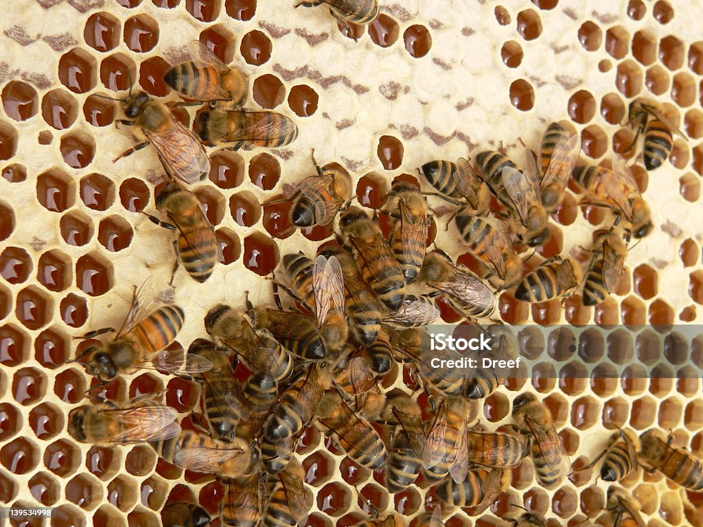 Abejas de Woking - Foto de stock de Abeja libre de derechos