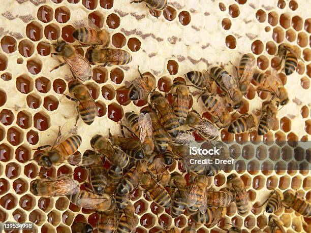 Abejas De Woking Foto de stock y más banco de imágenes de Abeja - Abeja, Actividad, Alimentar