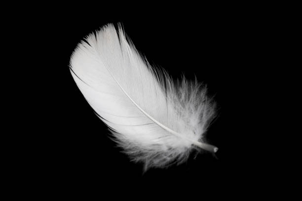 istock white feather of a goose on a black background 1395350242