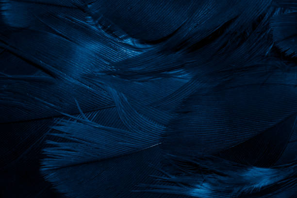 istock blue hawk feathers with visible detail. background or texture 1395350333