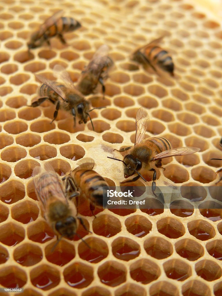 動作 bees - クローズアップのロイヤリティフリーストックフォト