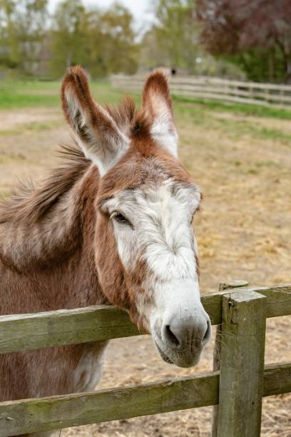 istock Ginger Donkey At Fence Close-Up. 1395350615