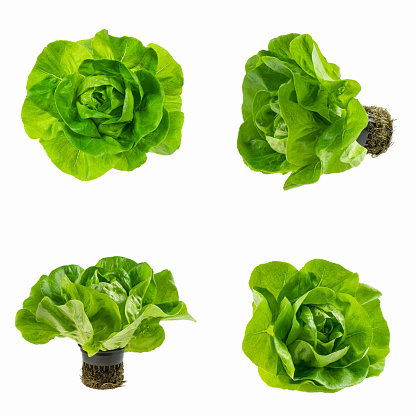 Set of different viewing angles of fresh Butterhead lettuce or Bibb, Boston, Arctic King salad isolated on white. Plant in hydroponics vegetables farming system. Design element for product label, catalog print