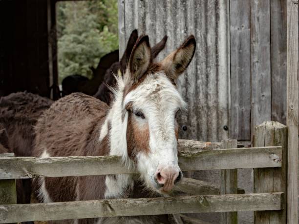 istock Donkey Against Tin Wall Of Barn Close-Up. 1395350762