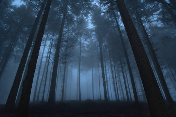 istock Tree silhouettes in a dark misty forest 1395351549