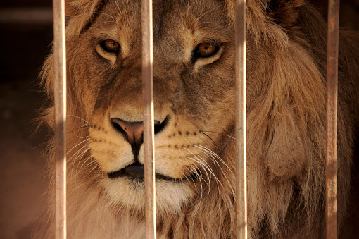 Portrait picture of a male lion imprisoned in the zoo. The bars of his cage are in front of his face, which make him look sad.