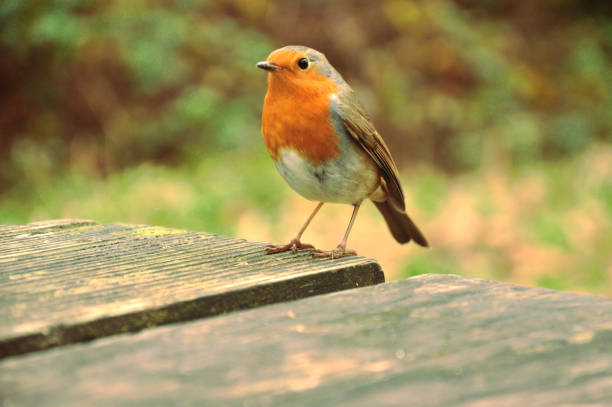 istock European robin standing on a wooden garden table 1395351733