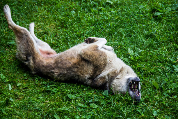 istock a big mongrel dog on green grass 1395351750