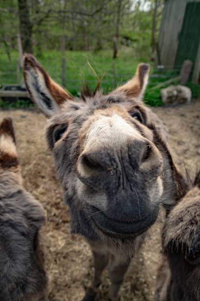 istock Miniature Donkey Nose Close-Up. 1395351863