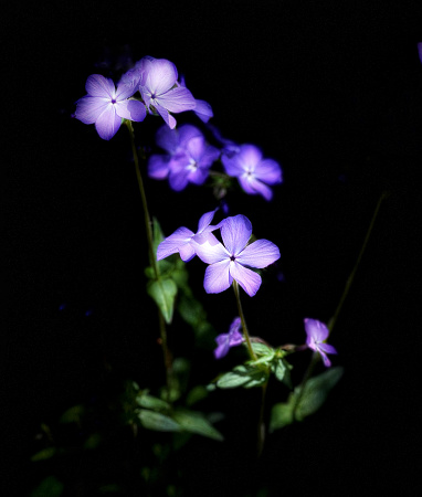 Close up view of violet colored tall phlox on a black background created by using portrait mode, stage light on a mobile device