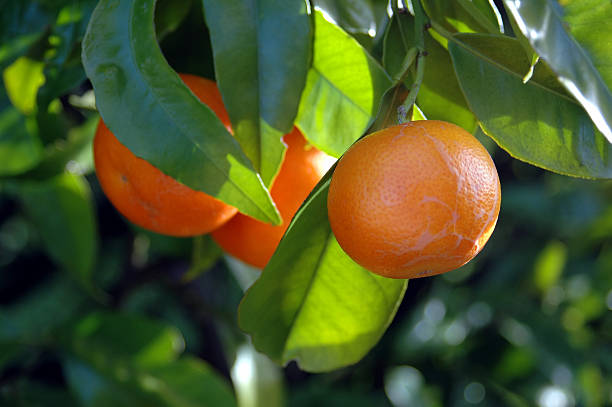citrus de crescimento - orange texas - fotografias e filmes do acervo