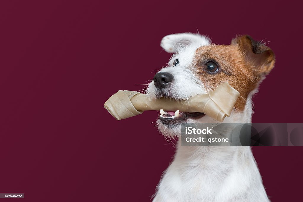 jack russell terrier segurando um osso - Royalty-free Animal Doméstico Foto de stock
